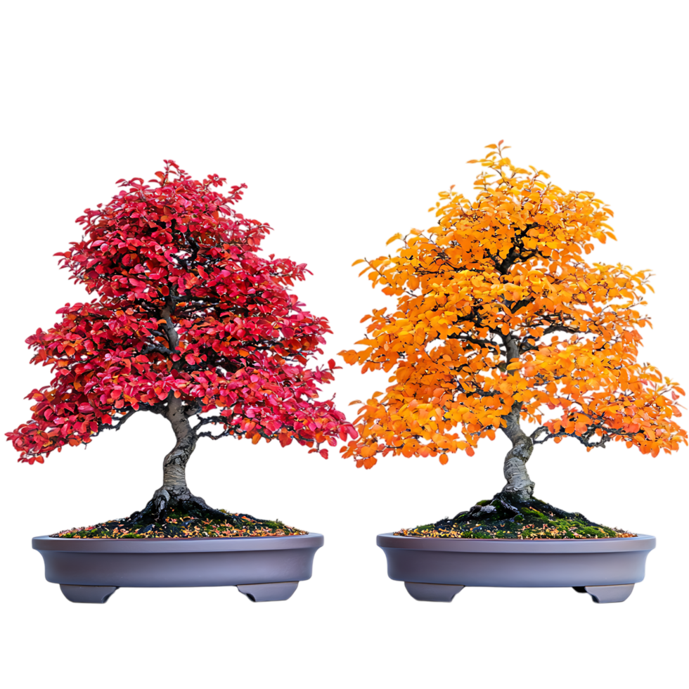 PNG Three Seasonal Bonsai Trees Against Transparent Background
