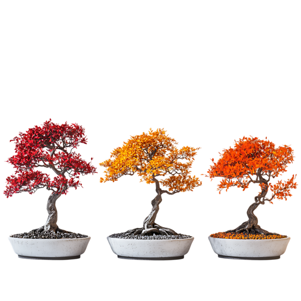 PNG Three Seasonal Bonsai Trees Against Transparent Background