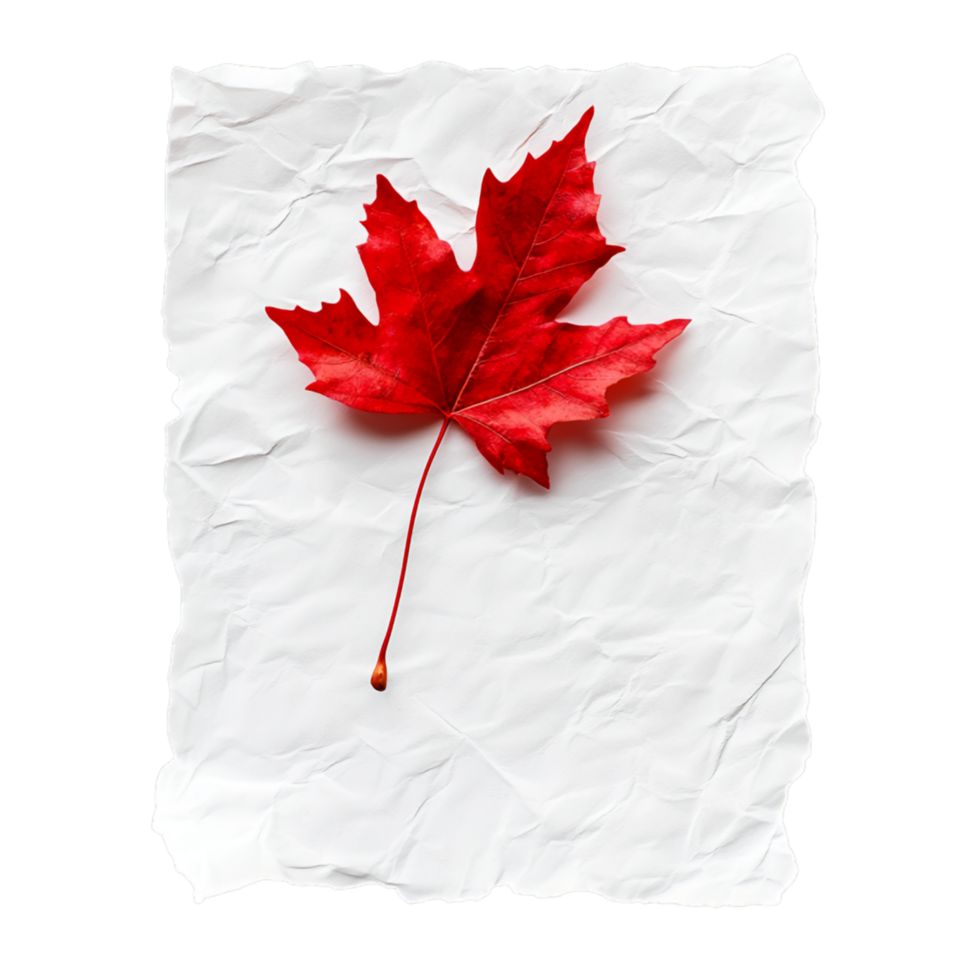 PNG White Paper with Red Leaves and a Red Leaf on It Against Transparent Background for Elegant Design Projects