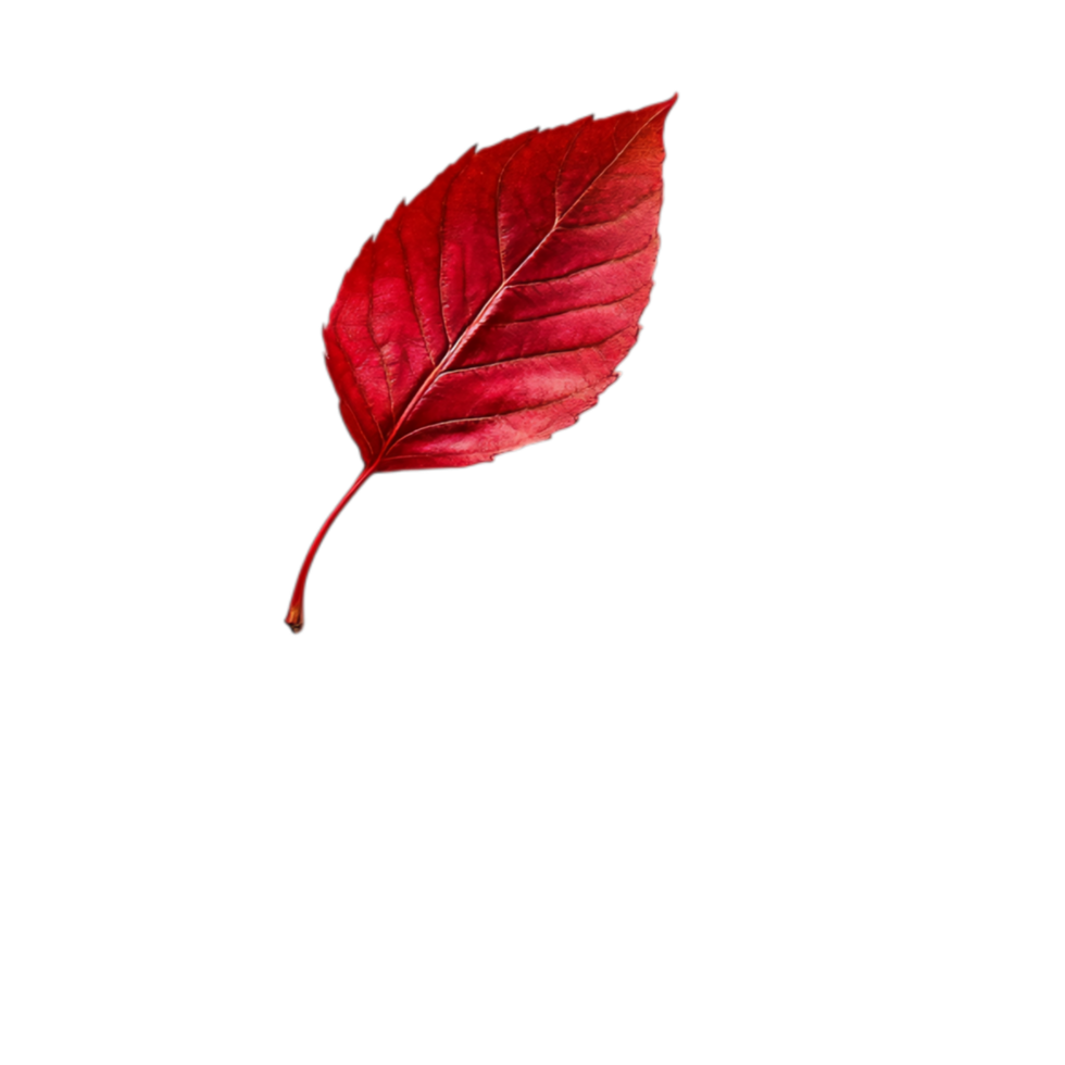 PNG White Paper with Red Leaves and a Red Leaf on It Against Transparent Background for Elegant Design Projects