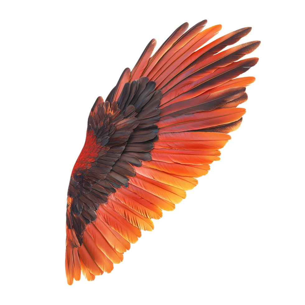 Wing Front View Isolated Against transparent Background png