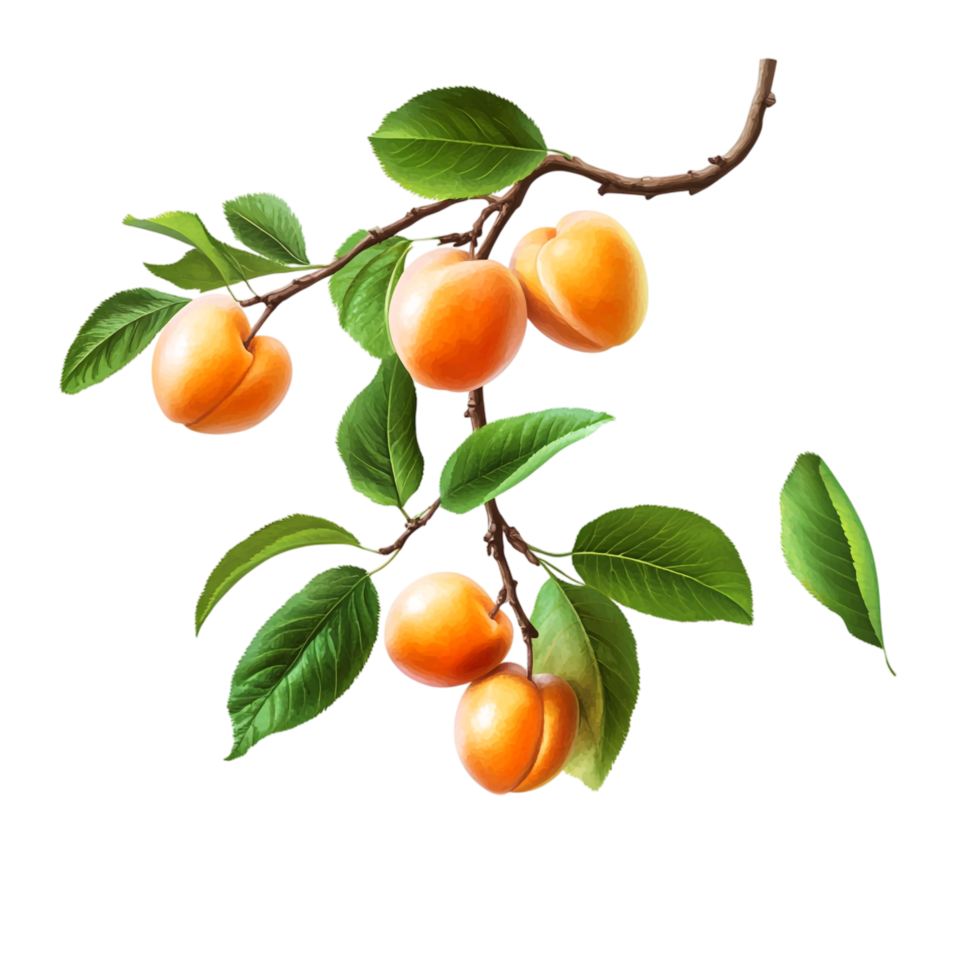PNG Apricots Branch with Lush Green Leaves Against Transparent Background for Nature Designs, Fruit Illustrations, or Culinary Concepts