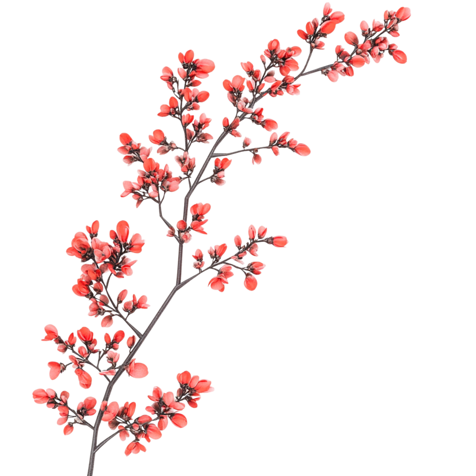 PNG Beautiful Spring Blooming Barberry Branches against transparent Background for Nature-Themed Art, Floral Decorations, or Spring Projects