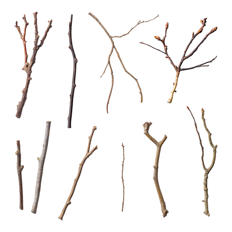 Variety of Tree Branches Isolated Against transparent Background png