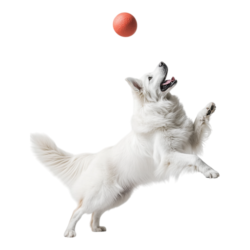 Rare White German Shepherd Dog Engaged in Play Against Transparent Background png