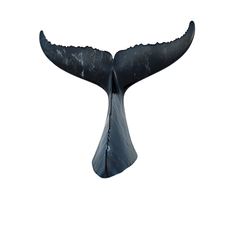 Whale tail above transparent on a white background png