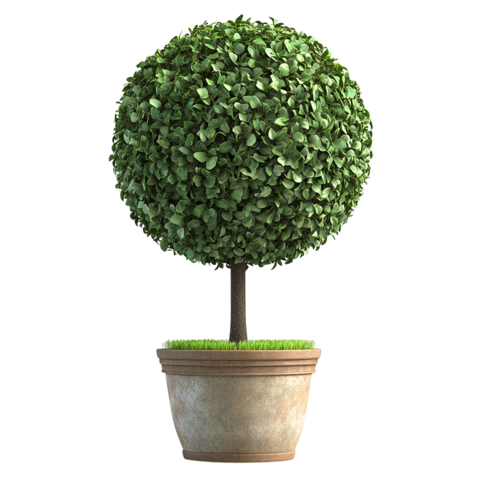 image of a spherical topiary in a pot on a transparent background png