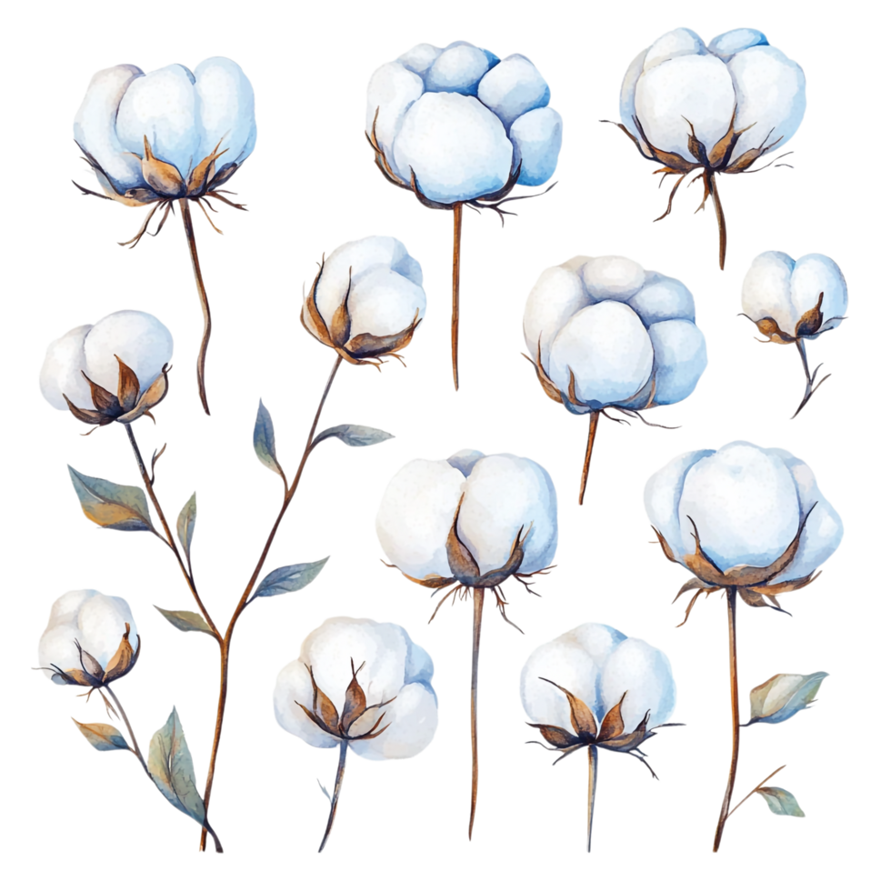 image of a set of hand drawn watercolor cotton flowers png