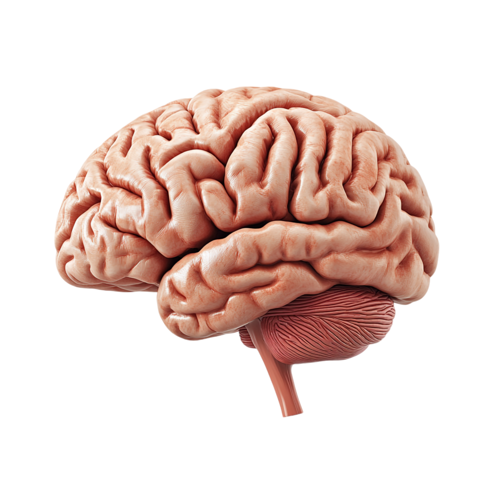3D side view of a brain isolated on a transparent background png