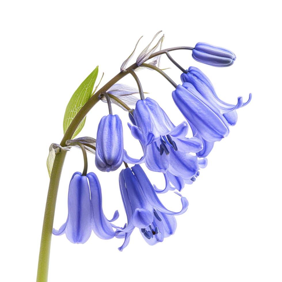Bluebell isolated against a transparent background png