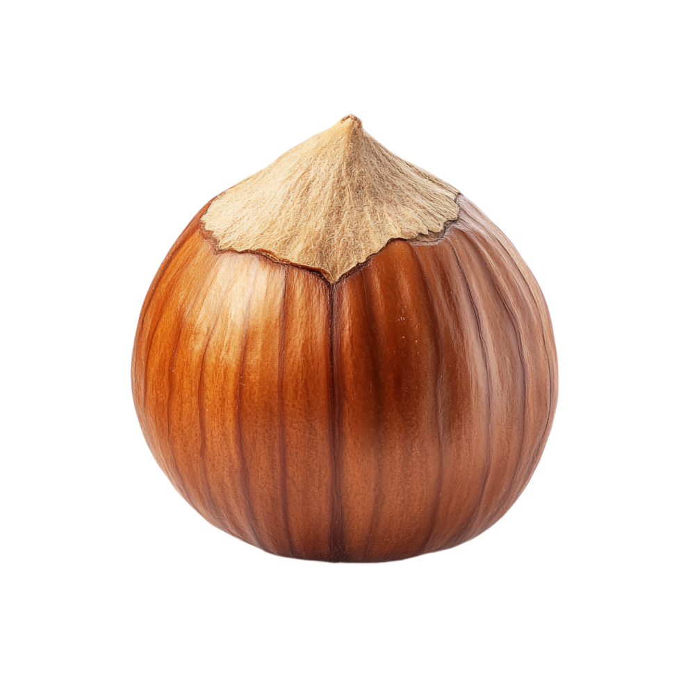 Hazelnut on transparent background High Detail 8K png