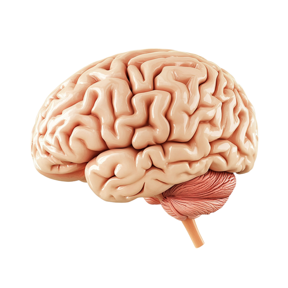 3D side view of a brain isolated on a transparent background png