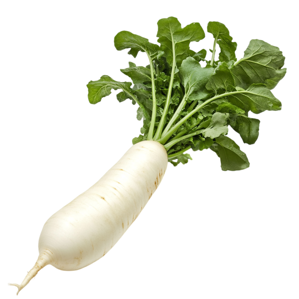 Fresh Daikon Radish on transparent background png