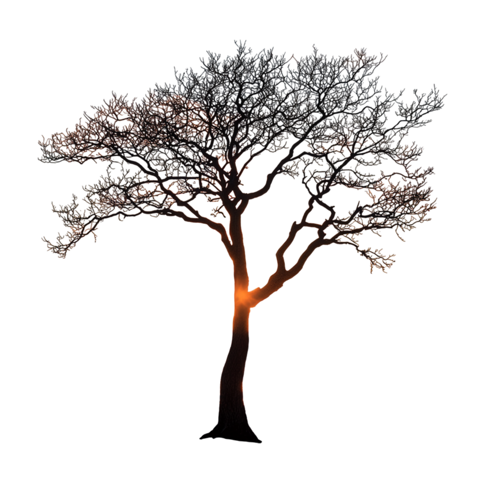 tree on the beach with an orange sky and beautiful scenery png