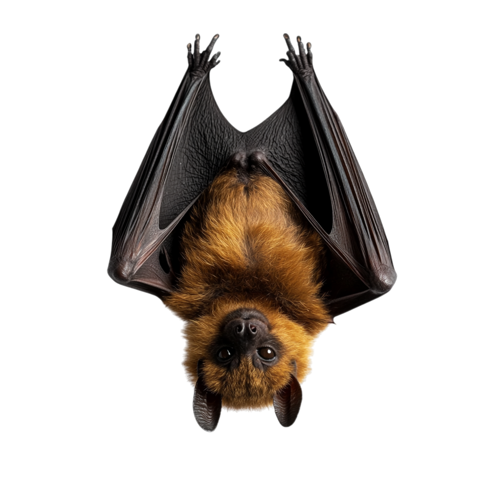 Bat Hanging Upside Down on transparent background png