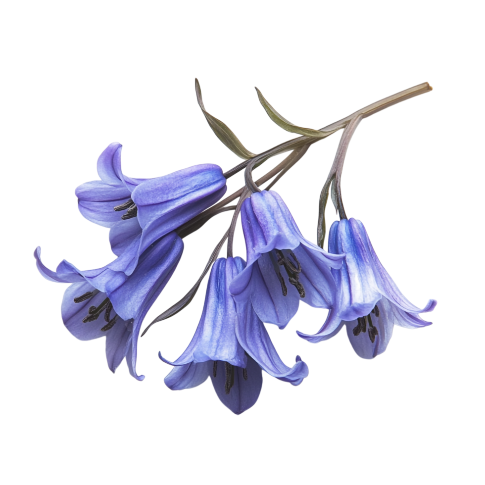 Bluebell isolated against a transparent background png
