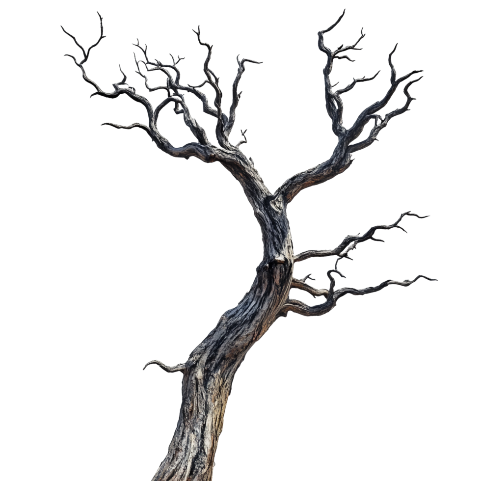 Creepy Dead Tree on transparent background png