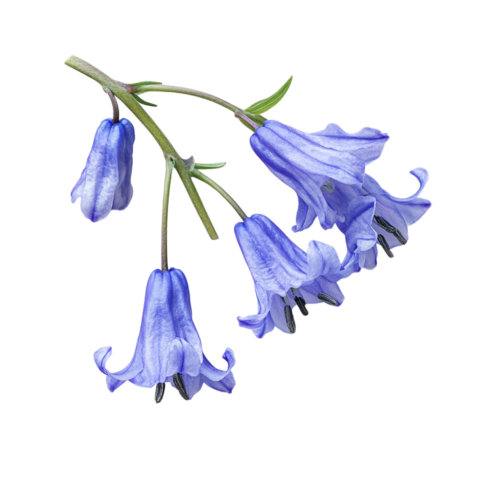 Bluebell isolated against a transparent background png