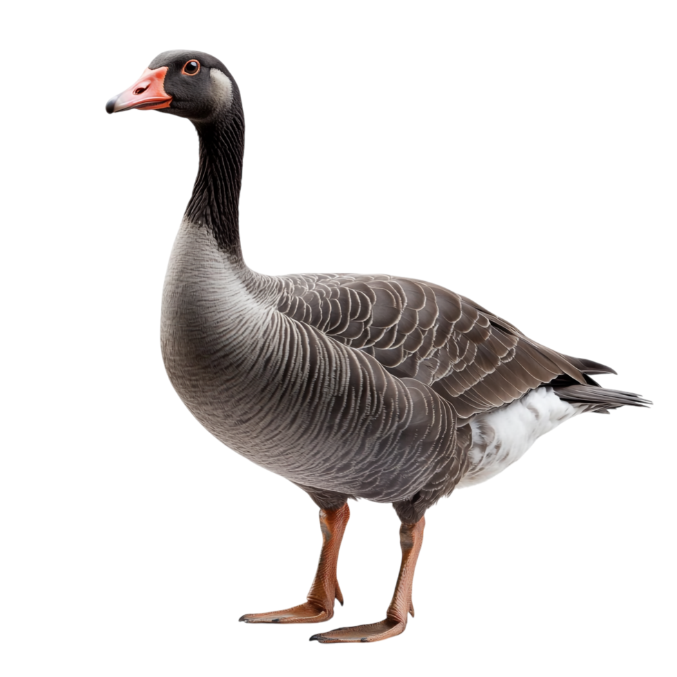 Goose on transparent background png
