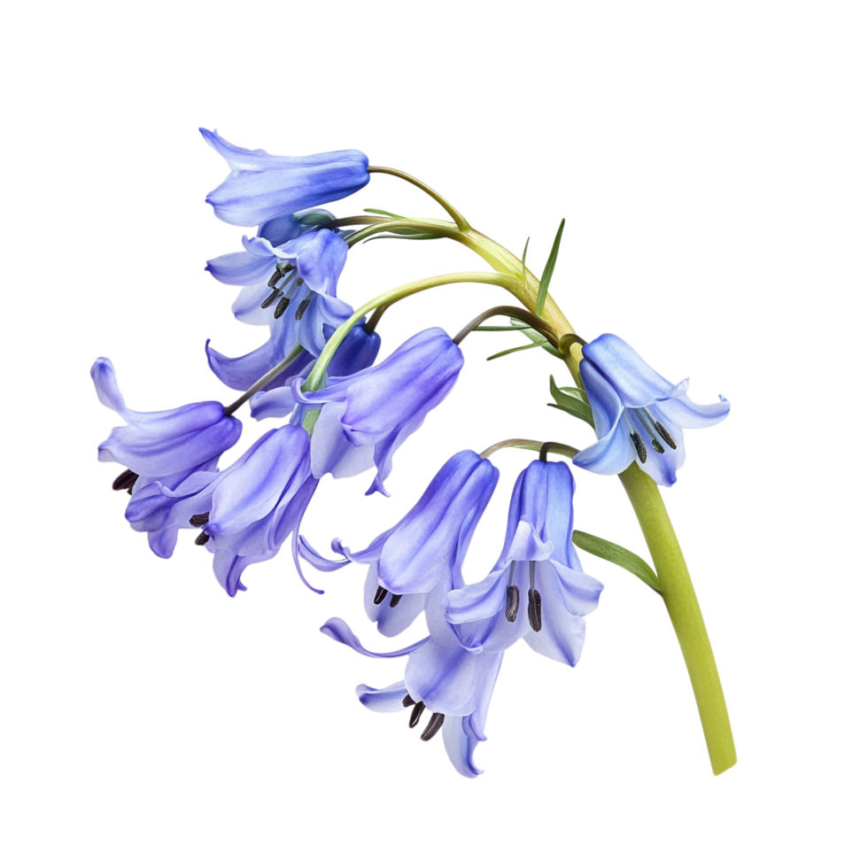 Bluebell isolated against a transparent background png