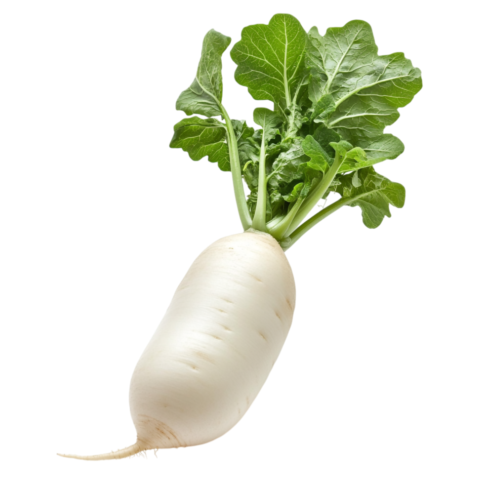 Fresh Daikon Radish on transparent background png