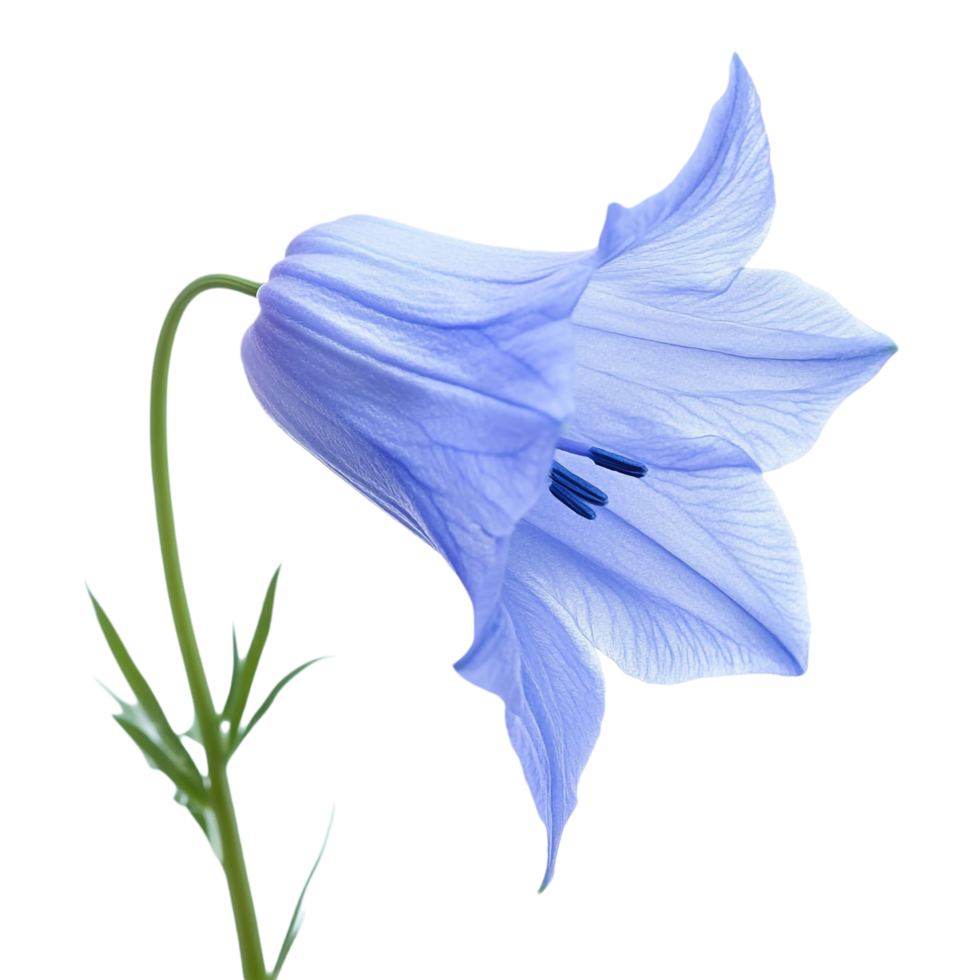 Bluebell isolated against a transparent background png
