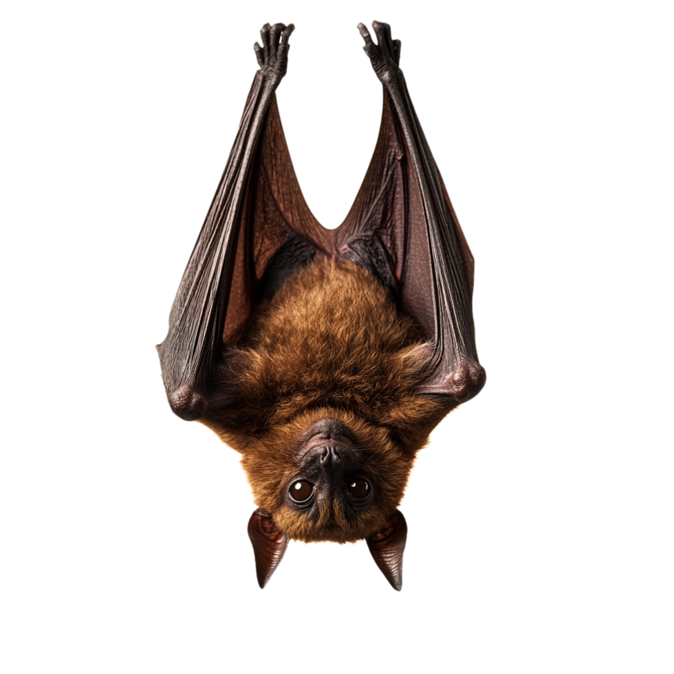 Bat Hanging Upside Down on transparent background png
