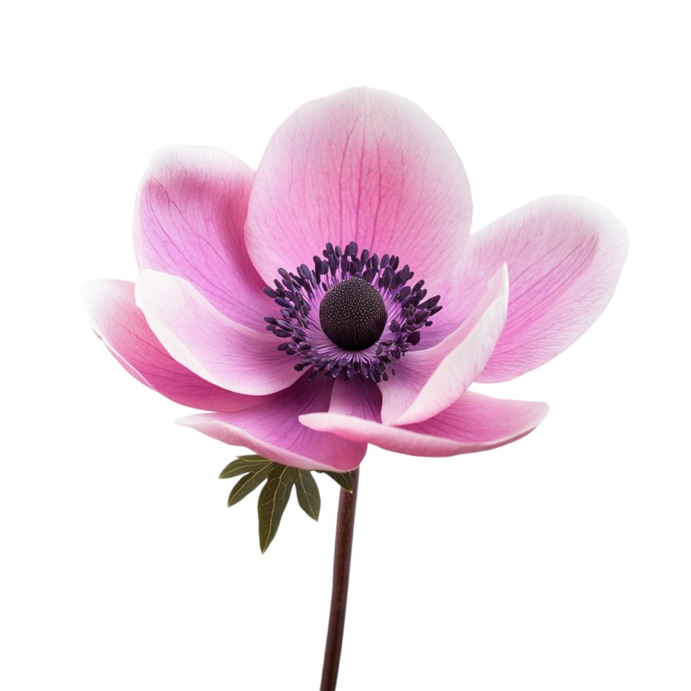 Flower image isolated on transparent background png