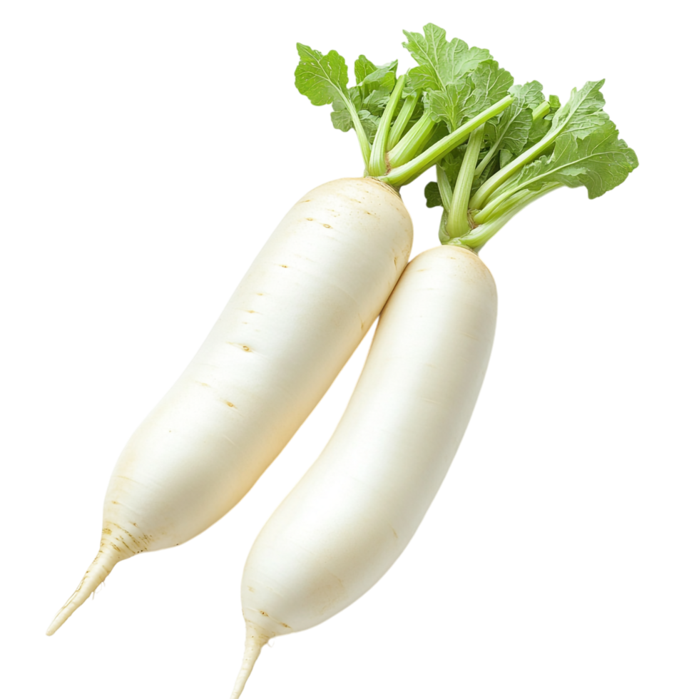Fresh Daikon Radish on transparent background png