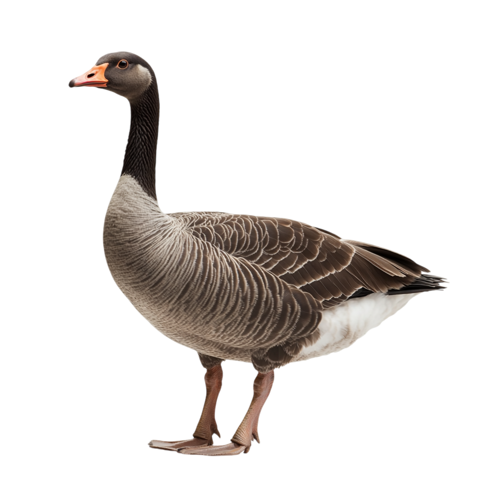 Goose on transparent background png