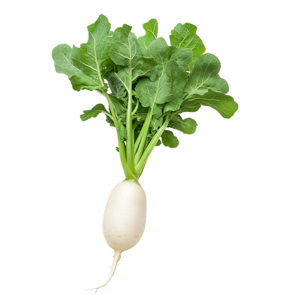 Fresh Daikon Radish on transparent background png