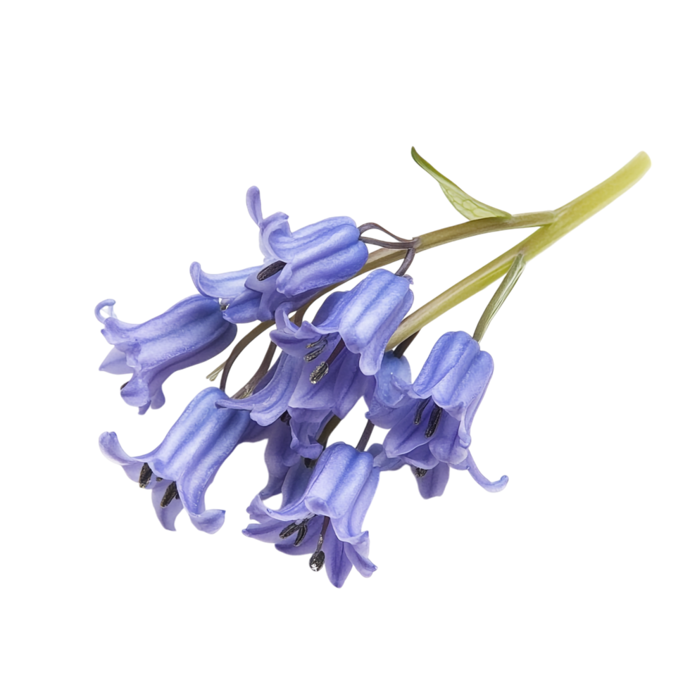Bluebell isolated against a transparent background png