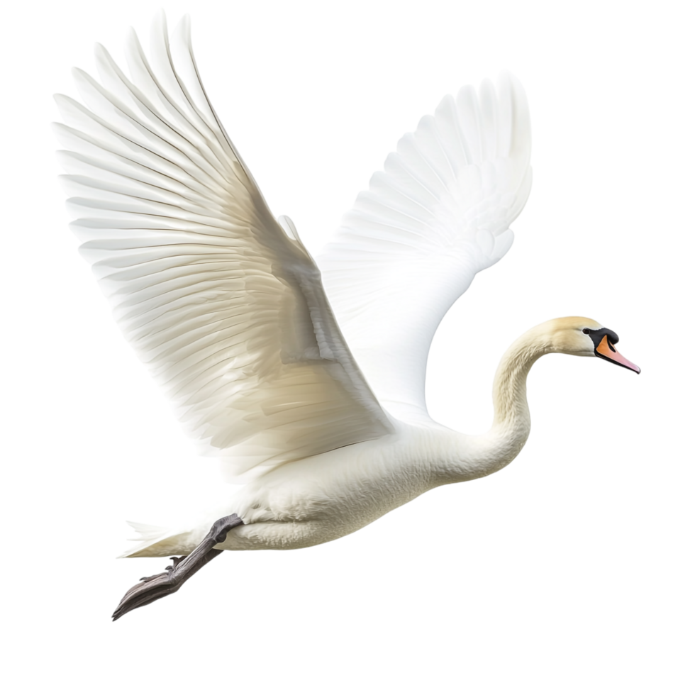 A swan attempting to fly against a transparent background png