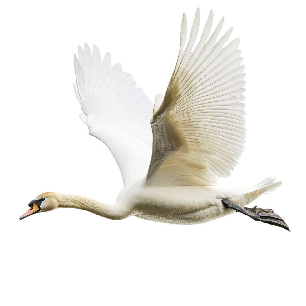 A swan attempting to fly against a transparent background png