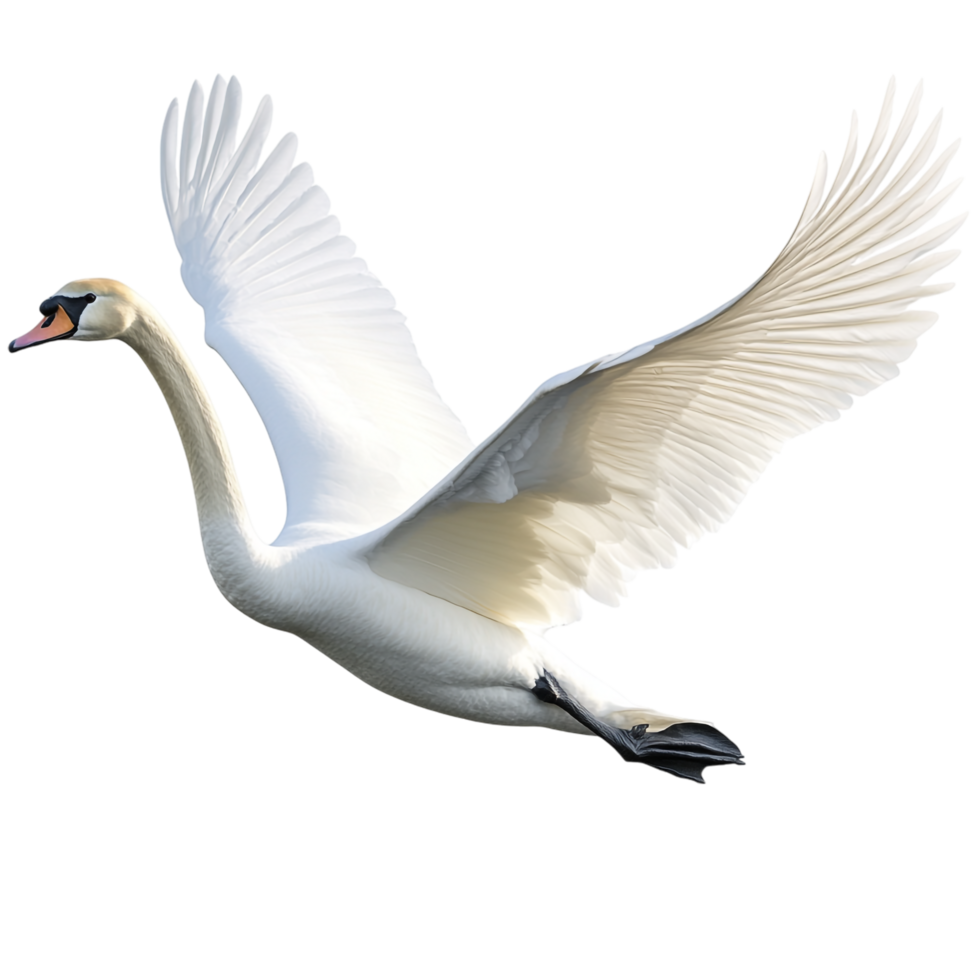 A swan attempting to fly against a transparent background png