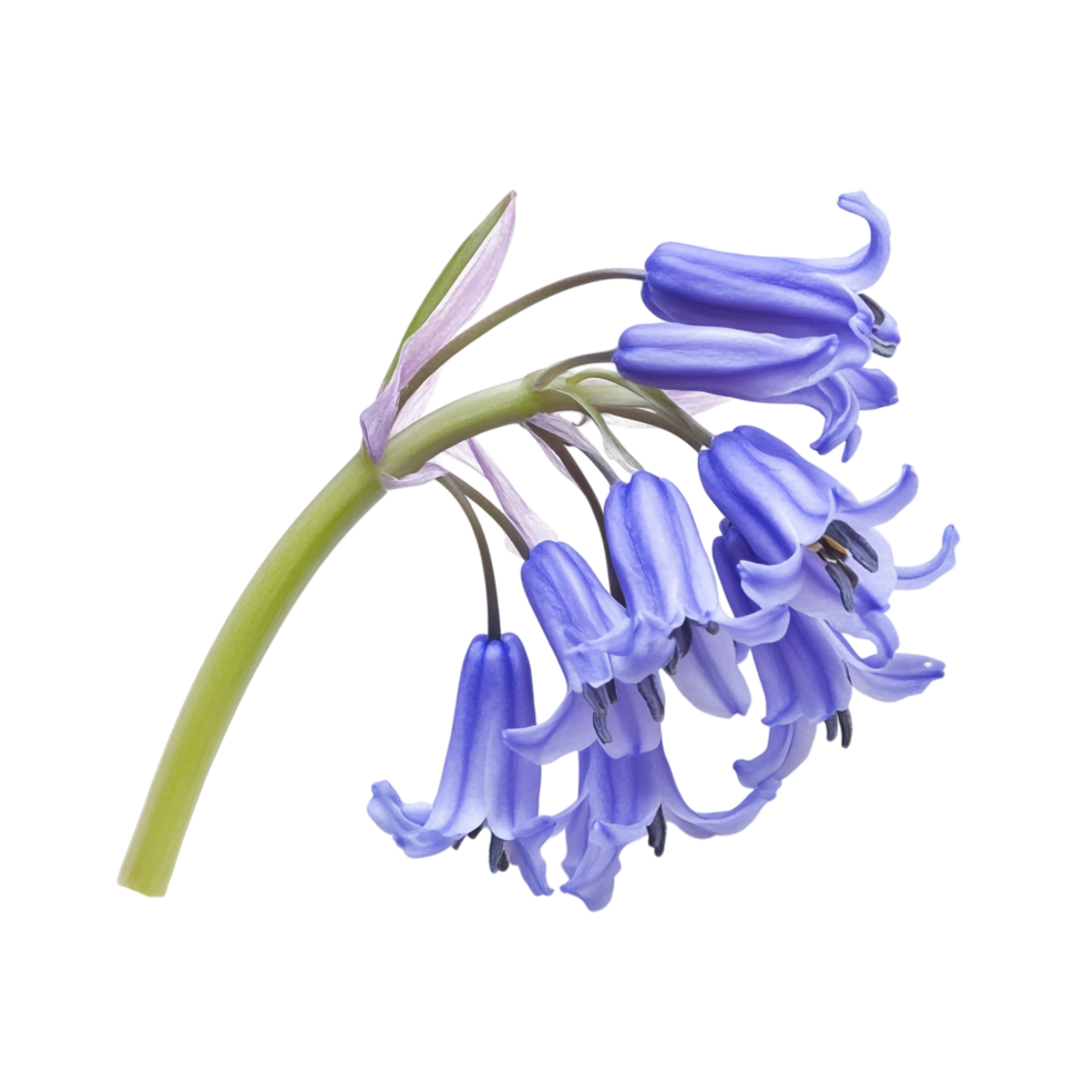 Bluebell isolated against a transparent background png