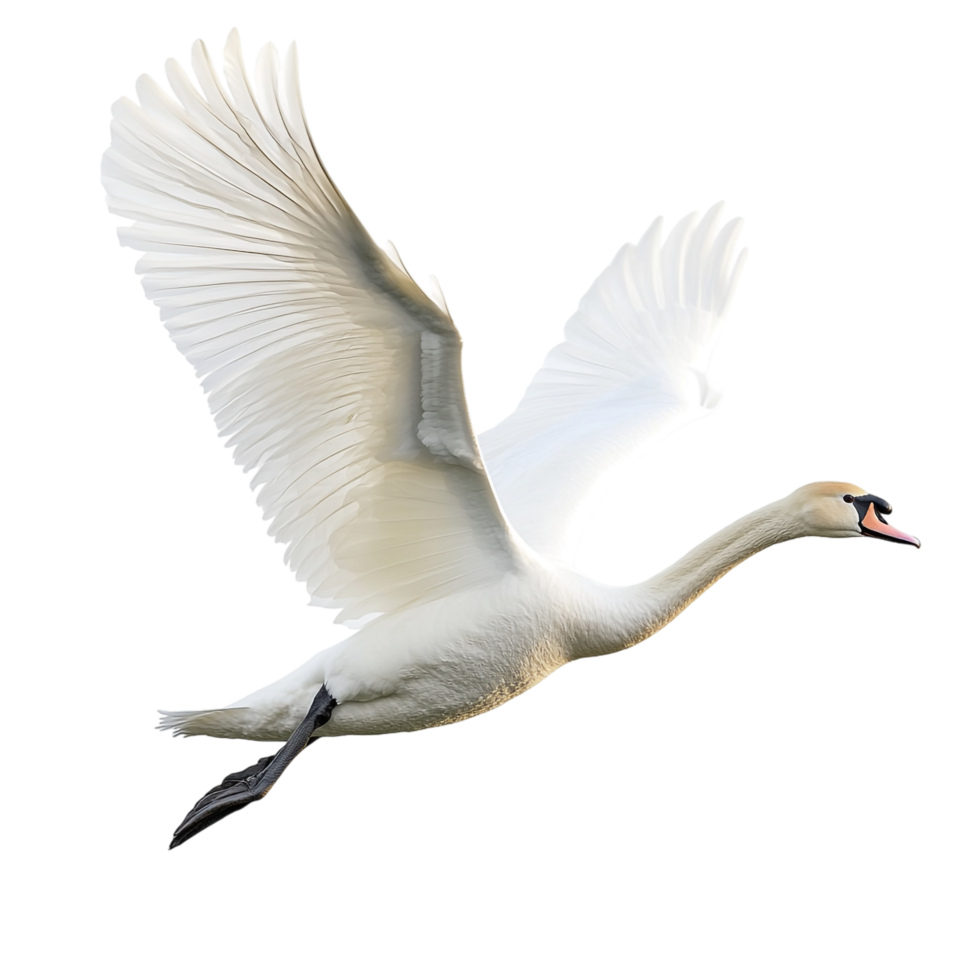 A swan attempting to fly against a transparent background png