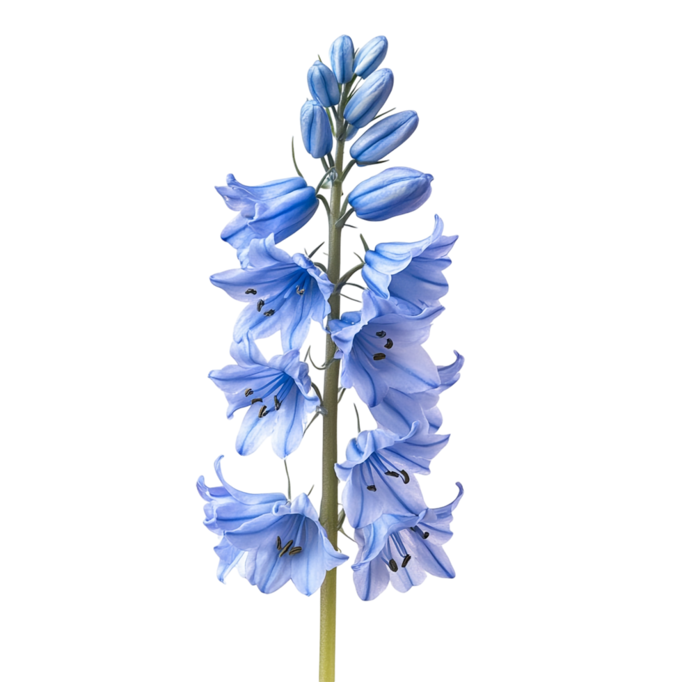 Bluebell isolated against a transparent background png