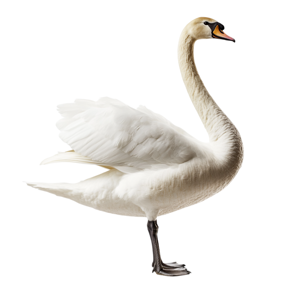 A swan against a transparent background png