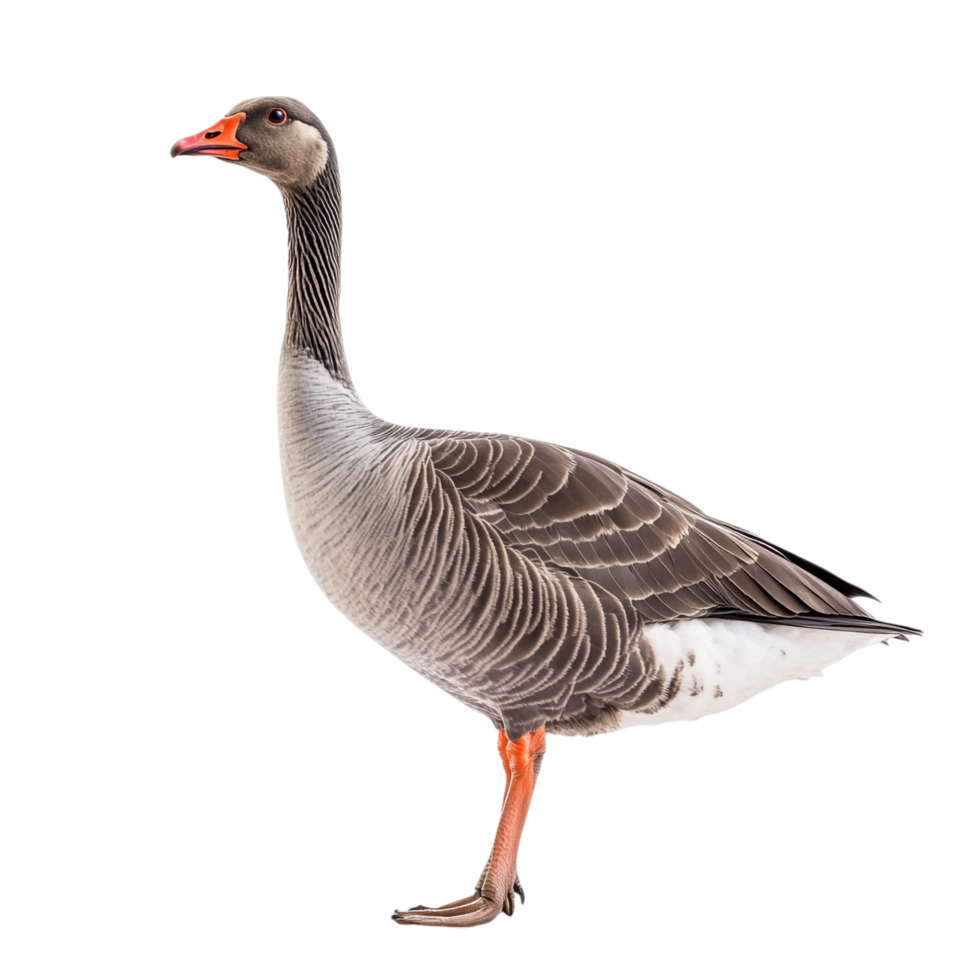 Goose on transparent background png