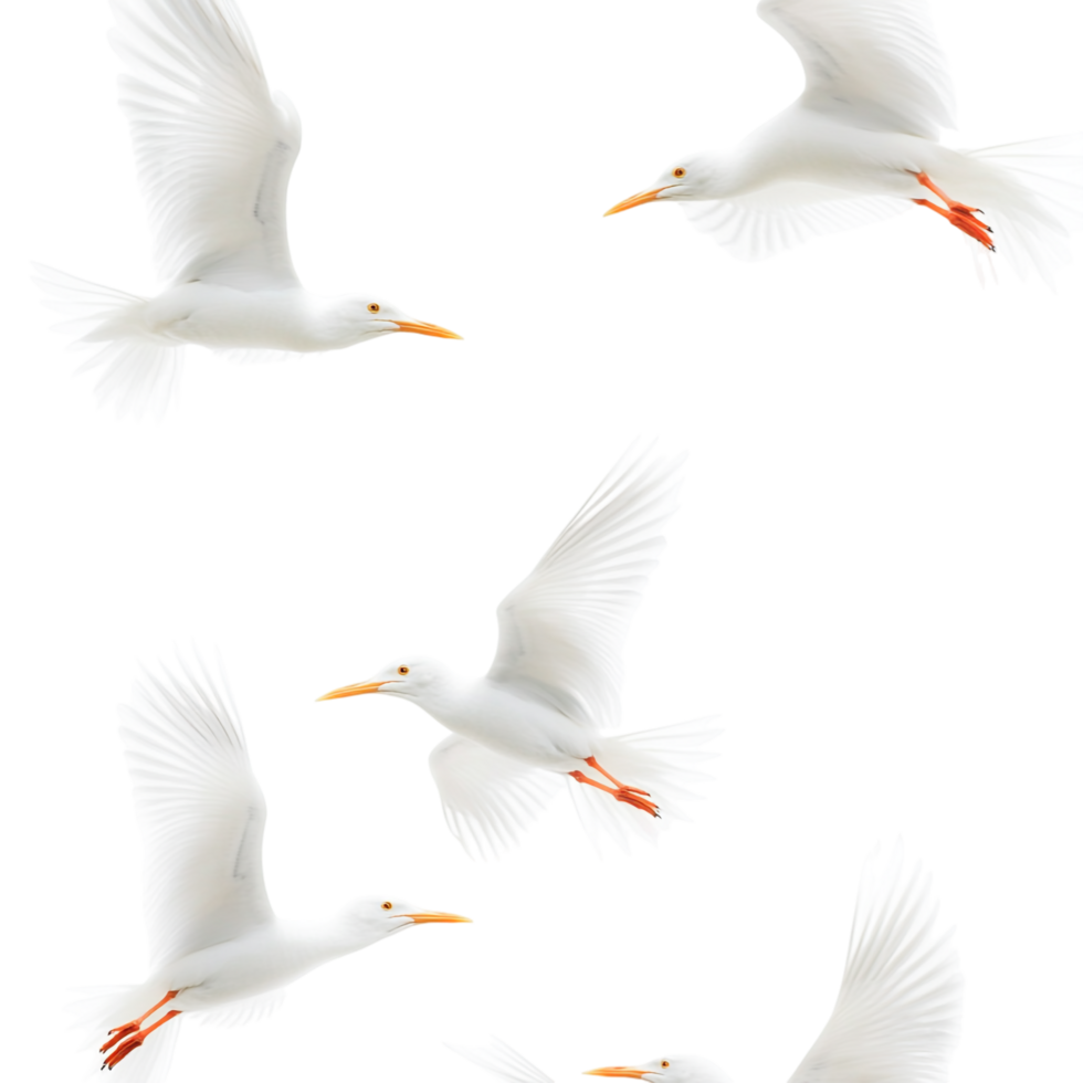 Amazing White Birds with Yellow Beaks Isolated on transparent background png
