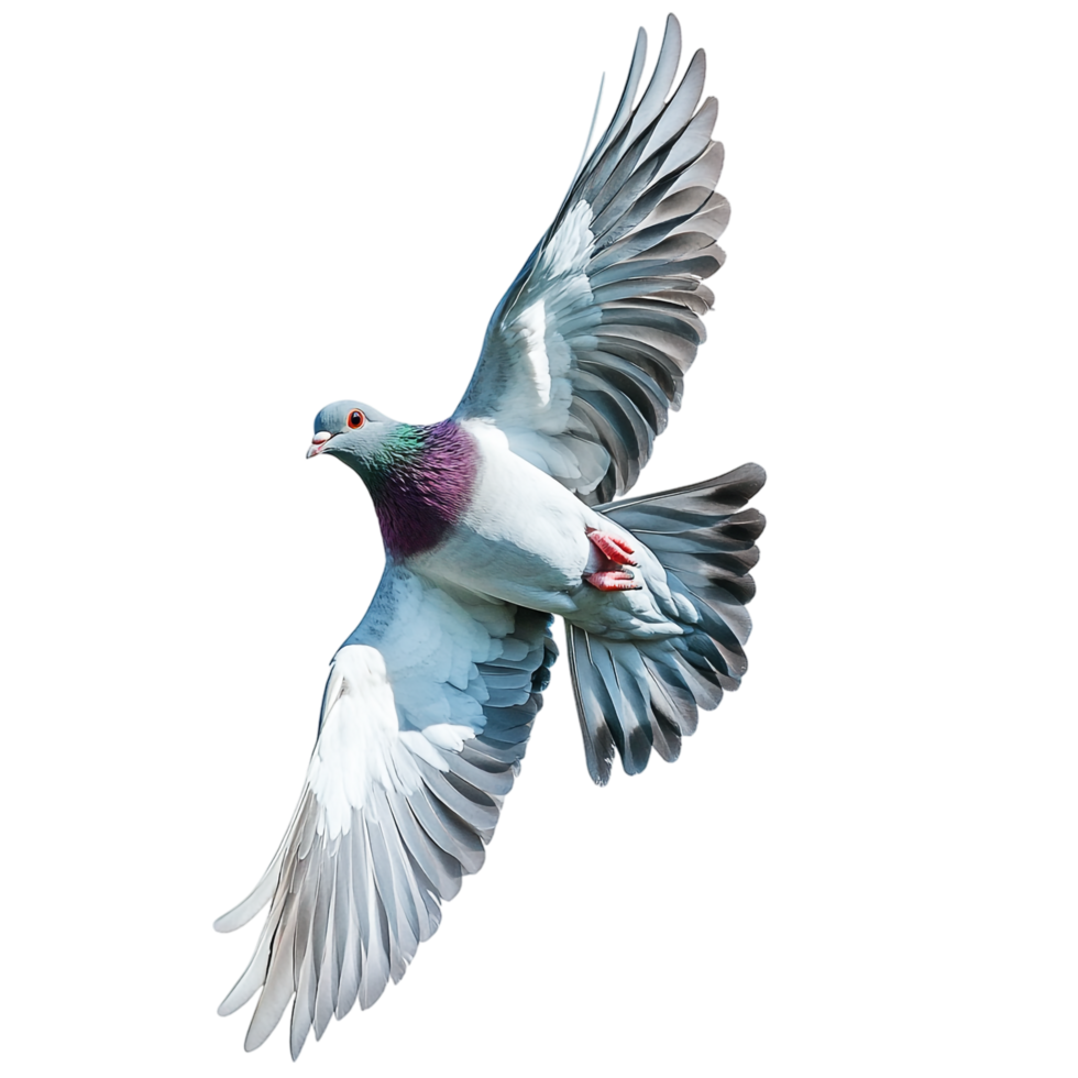 pigeon flying on a transparent background png