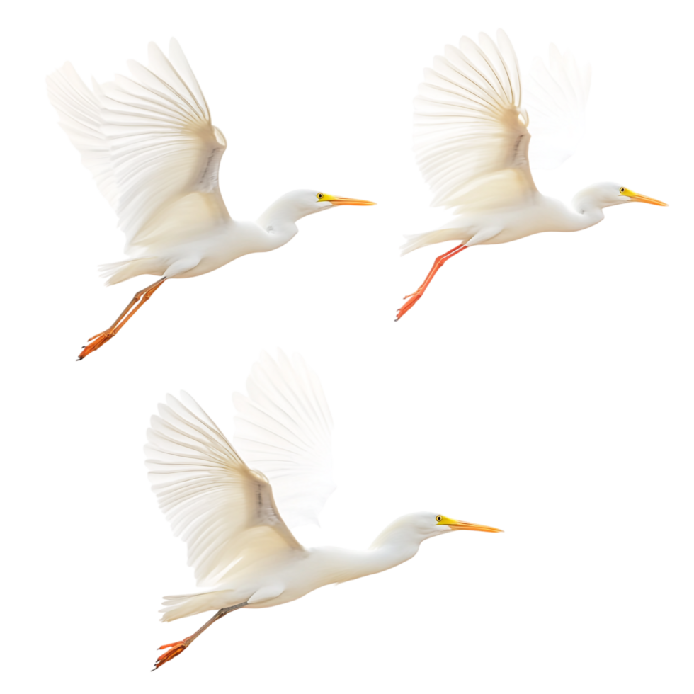 Amazing White Birds with Yellow Beaks Isolated on transparent background png