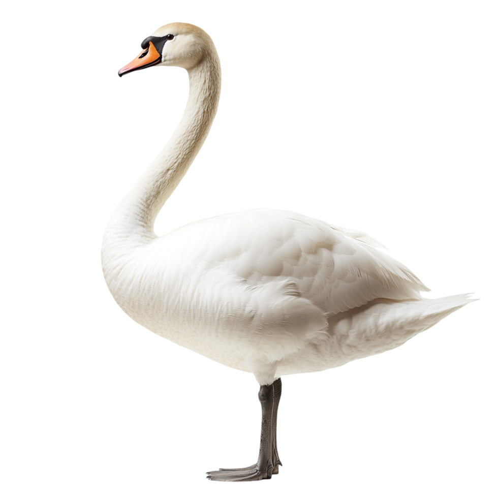 A swan against a transparent background png