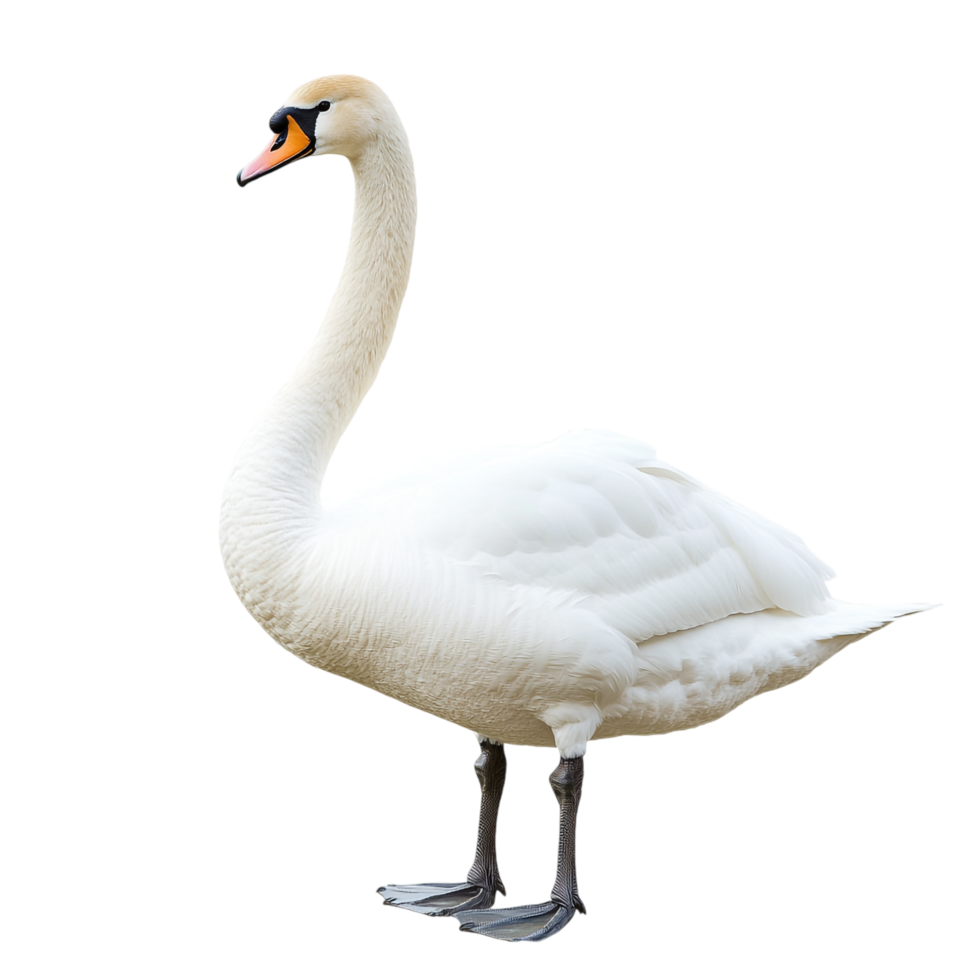 A swan against a transparent background png