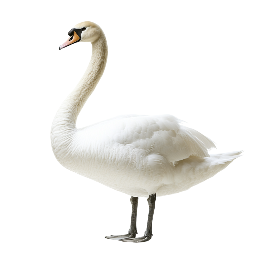 A swan against a transparent background png
