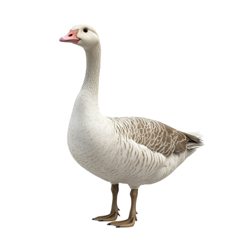 Goose on transparent background png