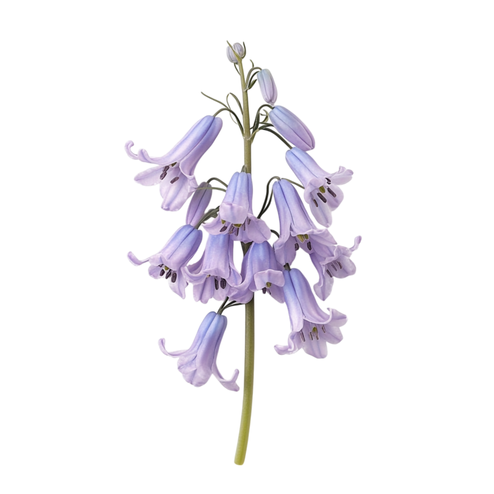 Bluebell isolated against a transparent background png