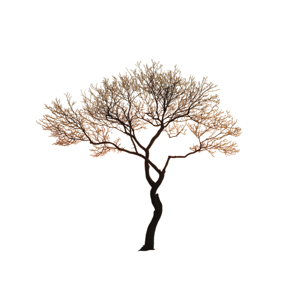 tree on the beach with an orange sky and beautiful scenery png