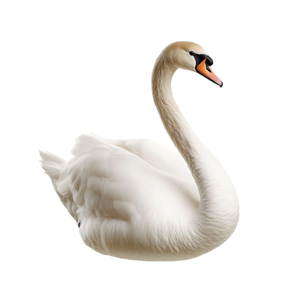 A swan against a transparent background png